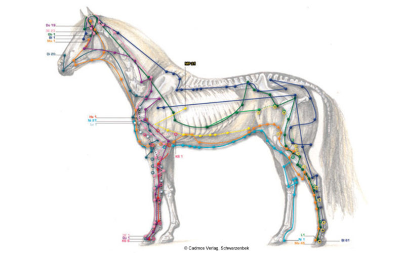 Pferd, Meridian, Kreislauf-Sexus, Element Feuer, Beitrag LebensPuls