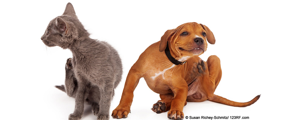 Allergie, Unverträglichkeit, Futtermittelallergie, Futter für Hund und Katze, Beitrag LebensPuls