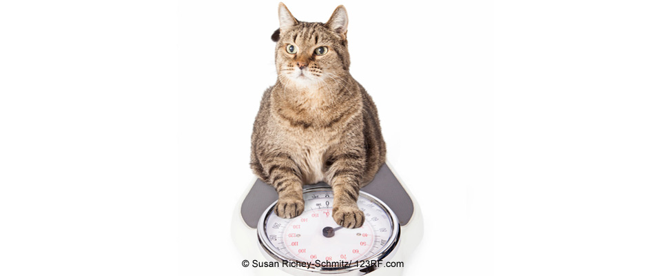 Übergewicht bei Katzen, Futter Katze, Beitrag LebensPuls