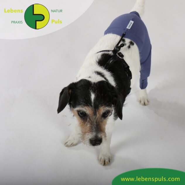 VetMedCare Tierbedarf dog Safety Pants oben Hund Sicherheitshose, Hundewindel, Inkontinenz, Läufigkeit, Wunden schützen, Farbe indigo