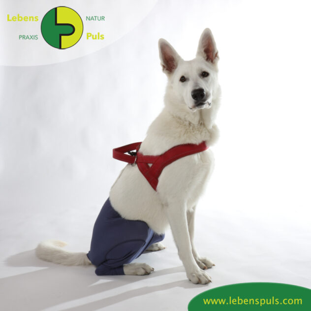 VetMedCare Tierbedarf dog Safety Pants sitz Hund Sicherheitshose, Hundewindel, Inkontinenz, Läufigkeit, Wunden schützen, Farbe indigo