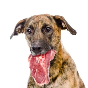 Hunde Futtermittel-Ergänzungen