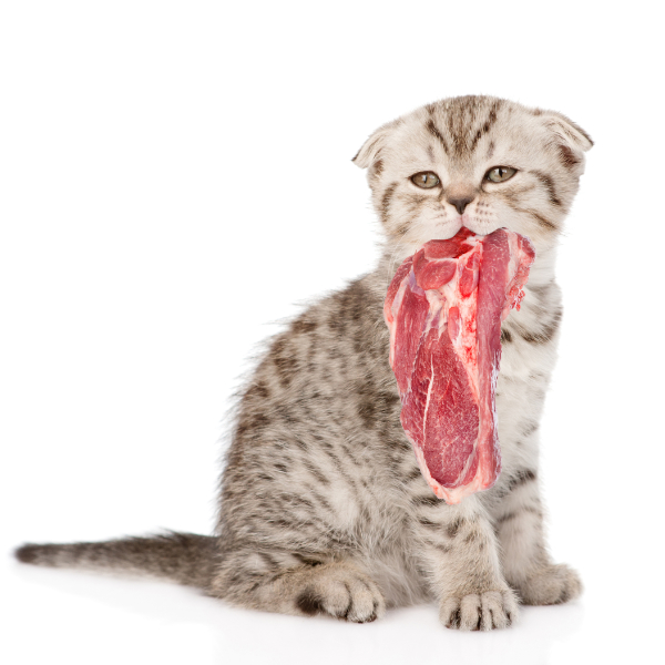 Katzen Futtermittel-Ergänzungen