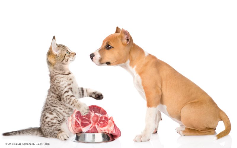 Hund Katze Fell und Haut Protein Fleisch Beitrag LebensPuls 123rf