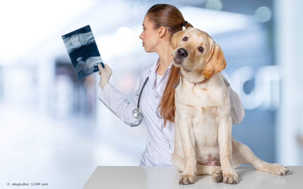 Fett Hund beim Tierarzt mit Röntgen Beitrag LebensPuls 123rf