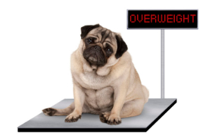 Fett Hund auf Waage mit Übergewicht Beitrag LebensPuls 123rf