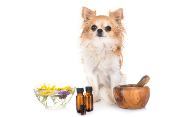 Aromatherapie Düfte für Tiere, ätherische Öle, Beitrag LebensPuls