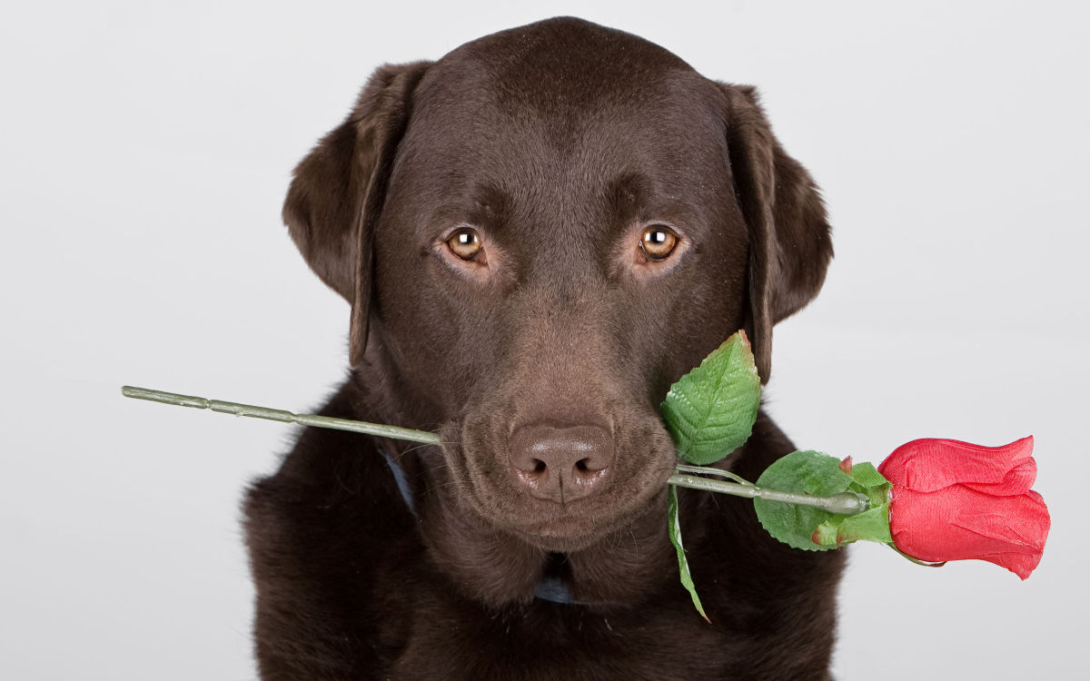 Aromatherapie Düfte für Tiere Hund mit Rose Beitrag LebensPuls 123rf