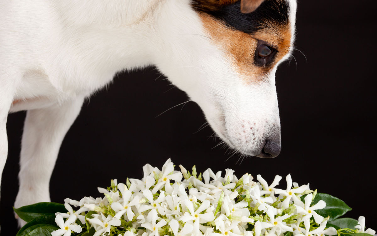 Aromatherapie Düfte für Tiere Hund mit Neroli Öl Orangenblüten Beitrag LebensPuls 123rf