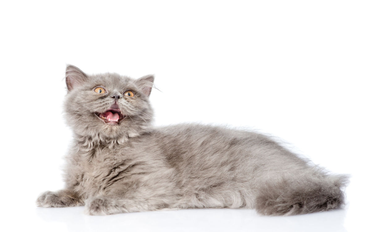 Aromatherapie Düfte für Tiere Bergamotte Öl Katze lacht Beitrag LebensPuls 123rf