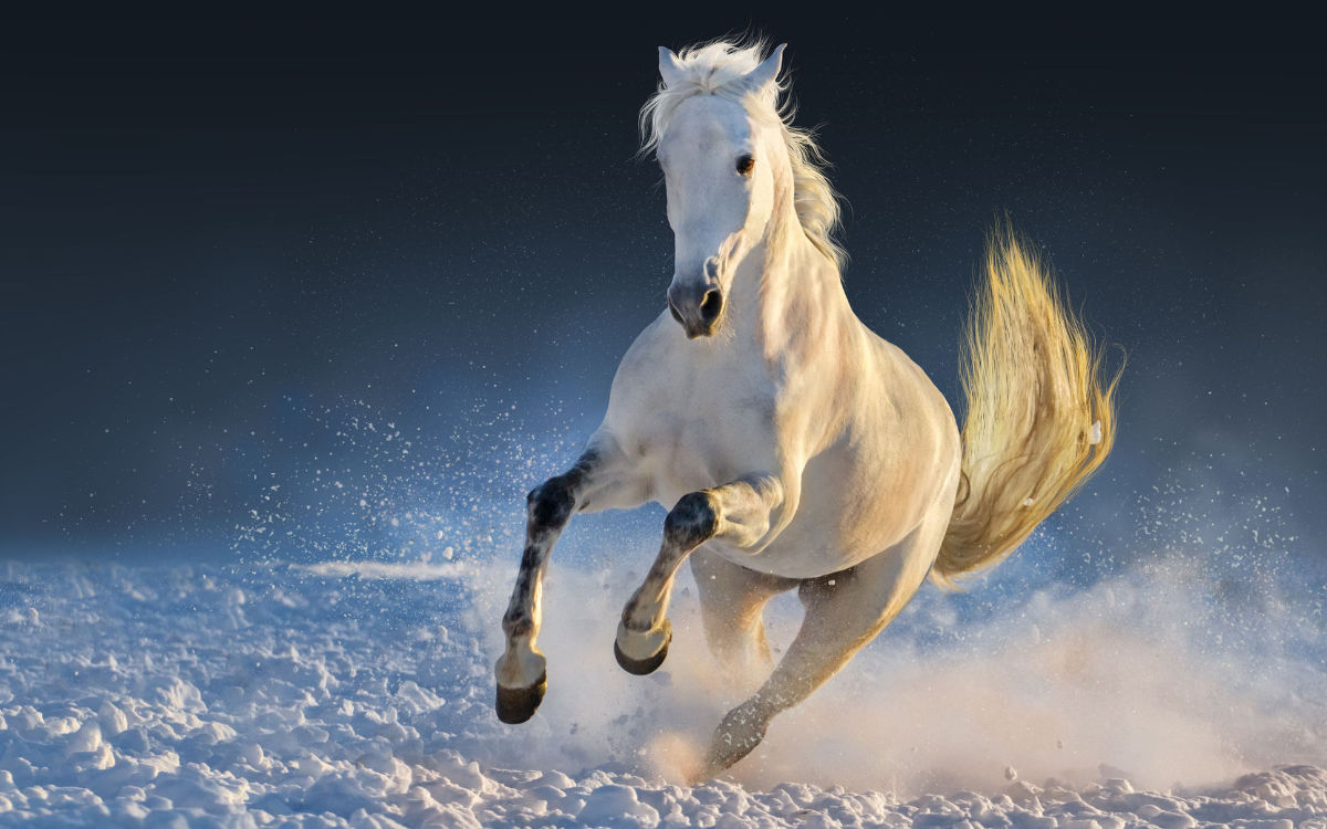 Aromatherapie Düfte für Tiere Manuka Öl Pferd im Schnee Beitrag LebensPuls 123rf