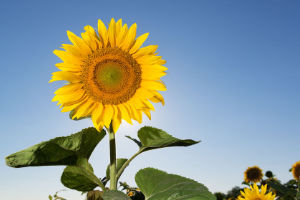 Sonnenblumen, Pflanzen für Hunde, Katze, Pferde und Co, Beitrag LebensPuls