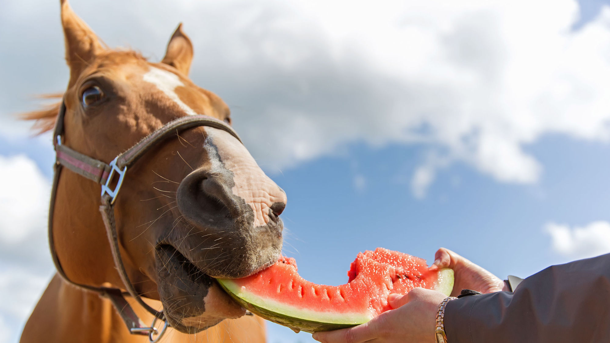 Pferd frisst Melone