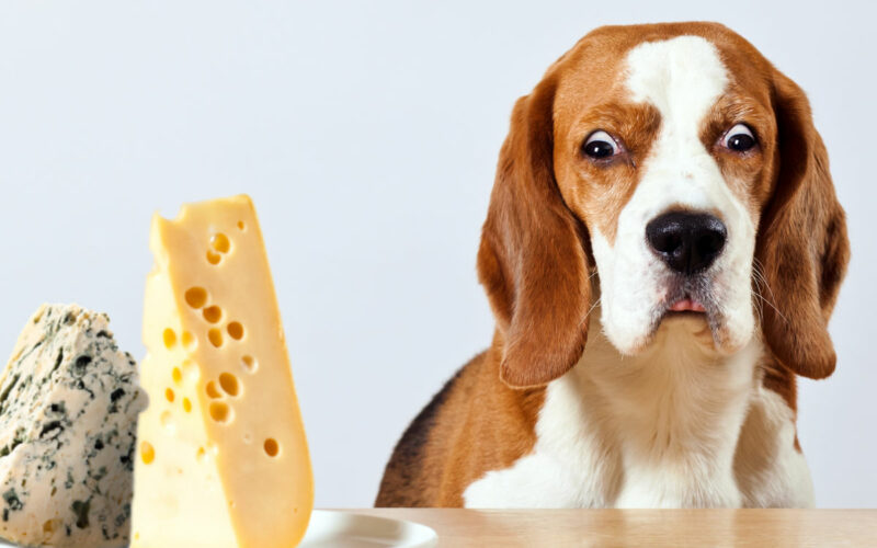 Düfte für Tiere, ätherische Öle, Wissenswertes, Hund riecht Käse, Beitrag LebensPuls