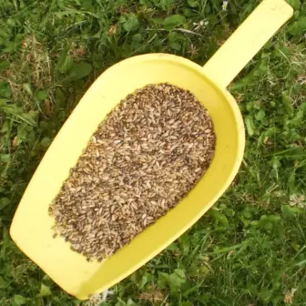 Einzelfuttermittel Natürlich Pferd BIO Mariendistel Samen entgiftend reinigend Leber regenerierend