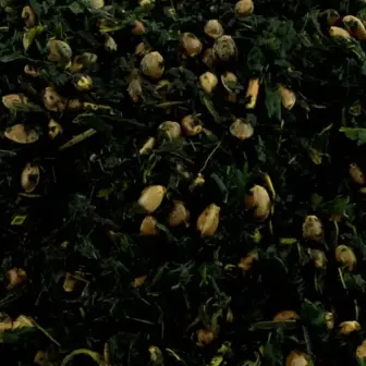 Ergänzungsfuttermittel Natürlich Pferd BIO Hanf Konzentrat Vitalität Arthrose Ekzem